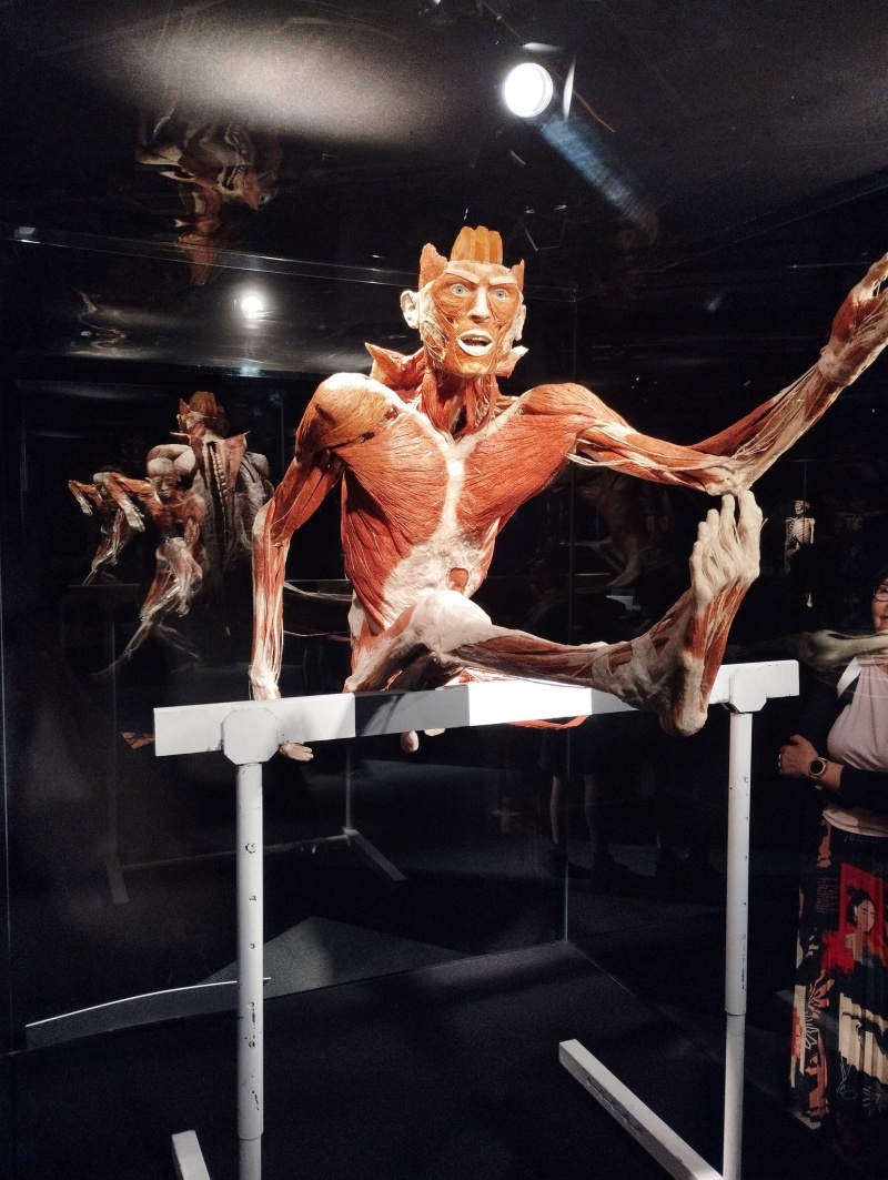 Body Worlds